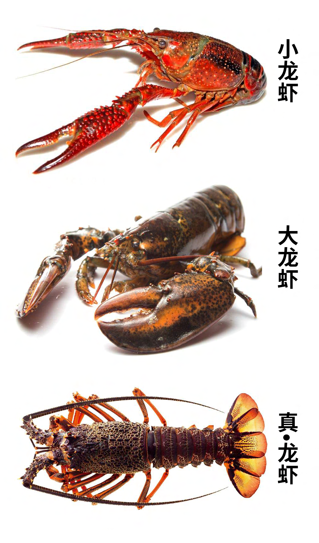 大龙虾去除腮胃图解,怎么清理龙虾胃囊图,大龙虾哪里不能吃(第2页)_大山谷图库