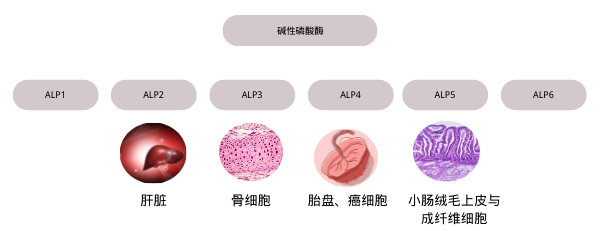 关于检验科的「小众嘉宾」—碱性磷酸酶,你都有哪些不了解?