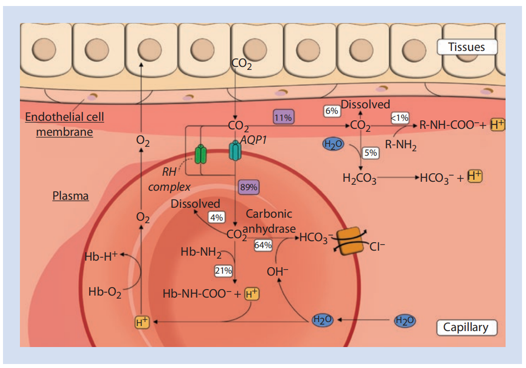 理解动静脉二氧化碳分压差
