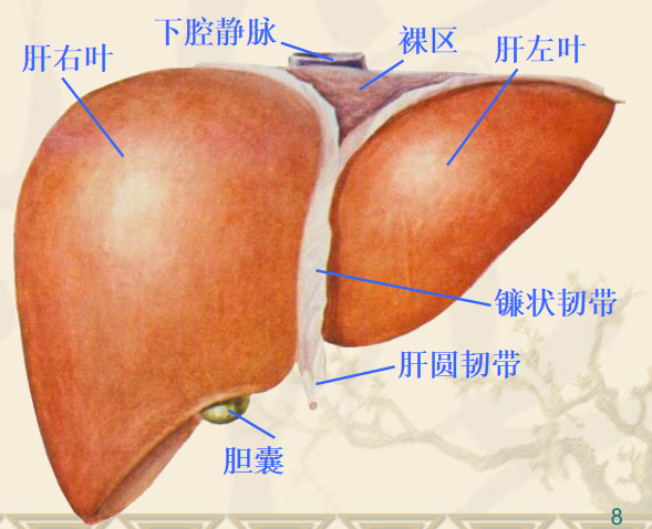 肝是人体内最大的腺体,也是体内最大的消化腺,分泌胆汁,参与营养物质