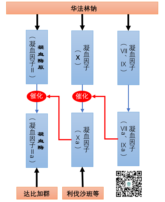 达比加群和利伐沙班图片