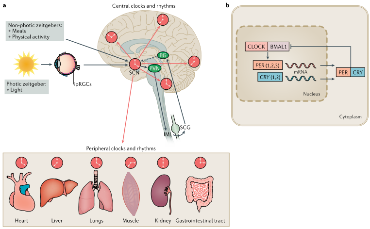 综述:基于神经退行性疾病的昼夜节律——开发创新疗法_医学界-助力