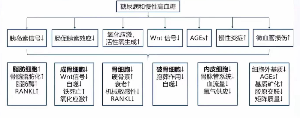 全面描述了糖尿病骨質疏鬆的細胞和分子機制,由於糖尿病和慢性高血糖