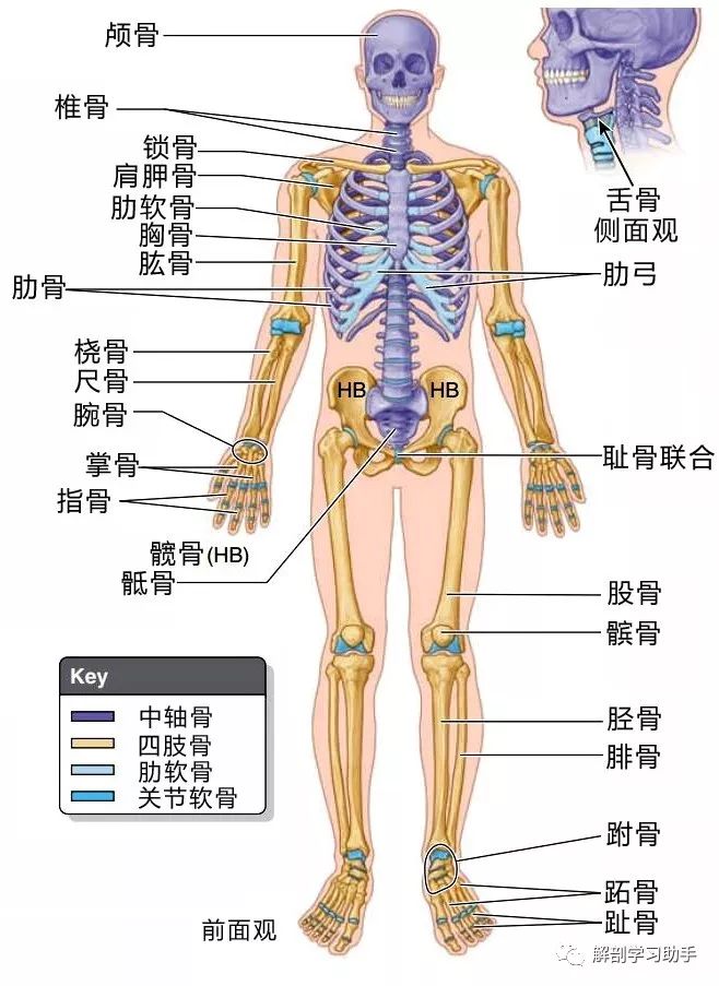 解剖歌诀