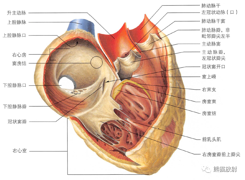 心胸肋面左心室,右心室主动脉瓣超声心动成像和ct显示心的解剖结构心